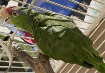Red-Crowned Amazon parrot