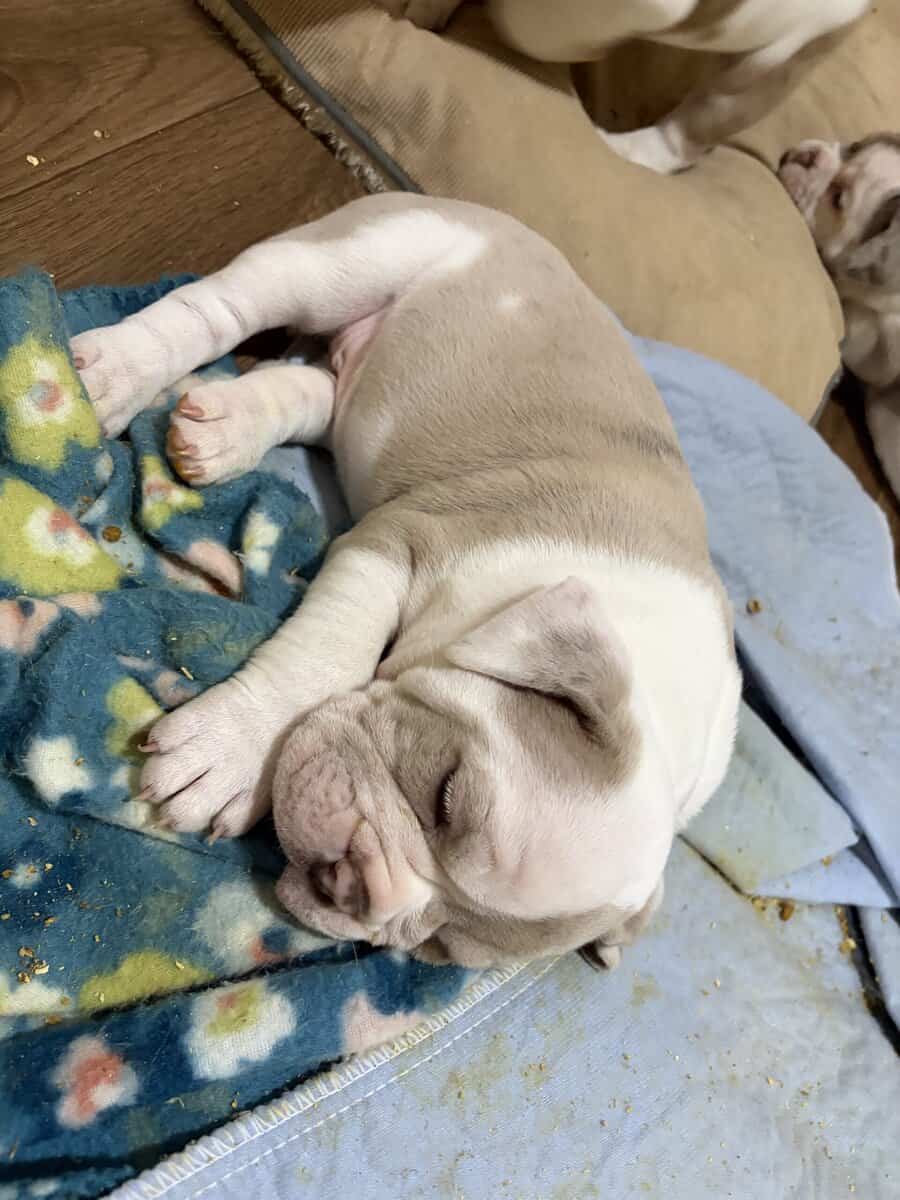 Olde English bulldog puppies image 3