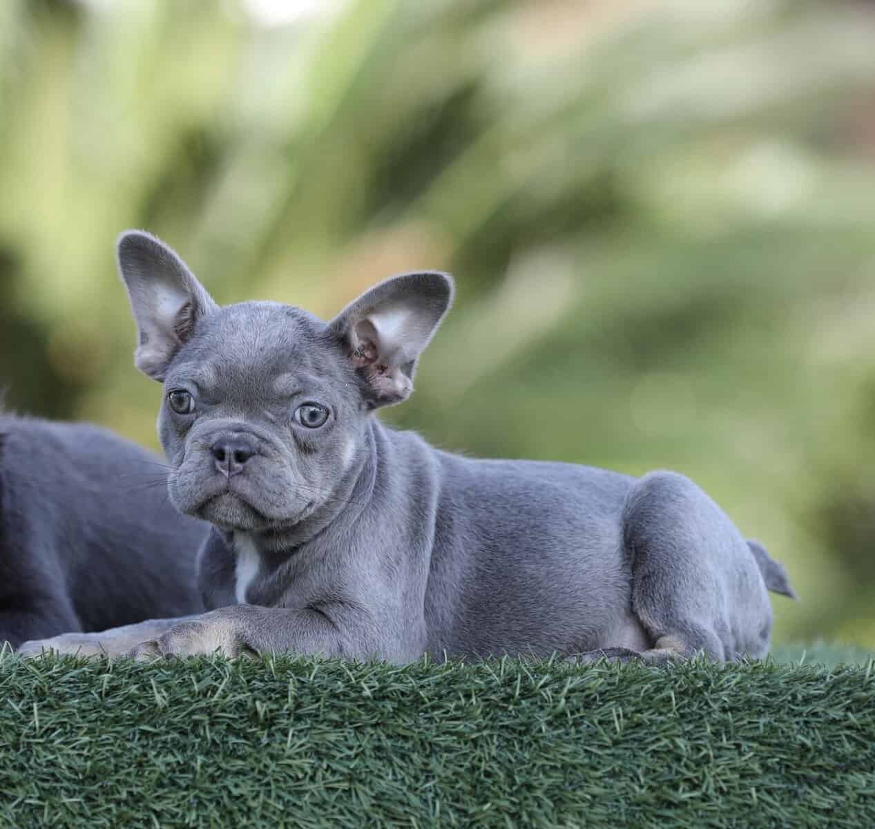 French Bulldog girls image 2