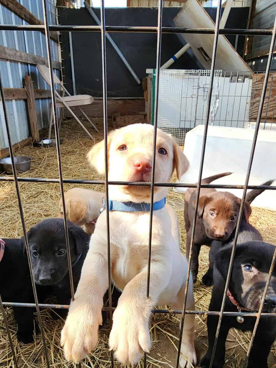 AKC Labrador Retriever puppies image 1