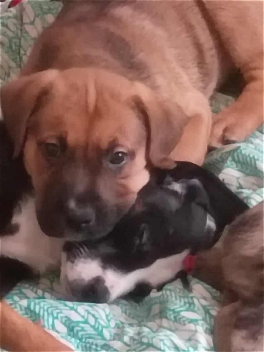 American Bully lab mix puppies image 1