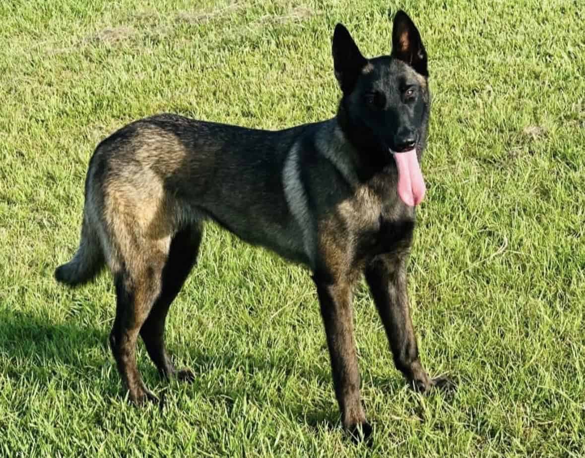 Belgian Malinois image 1
