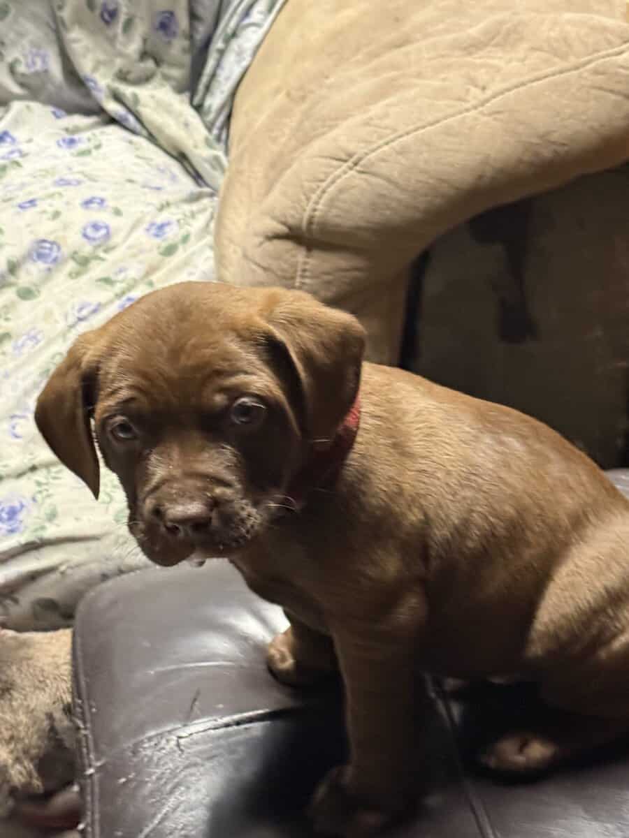 I have four boy and one girl of super cool puppies image 9