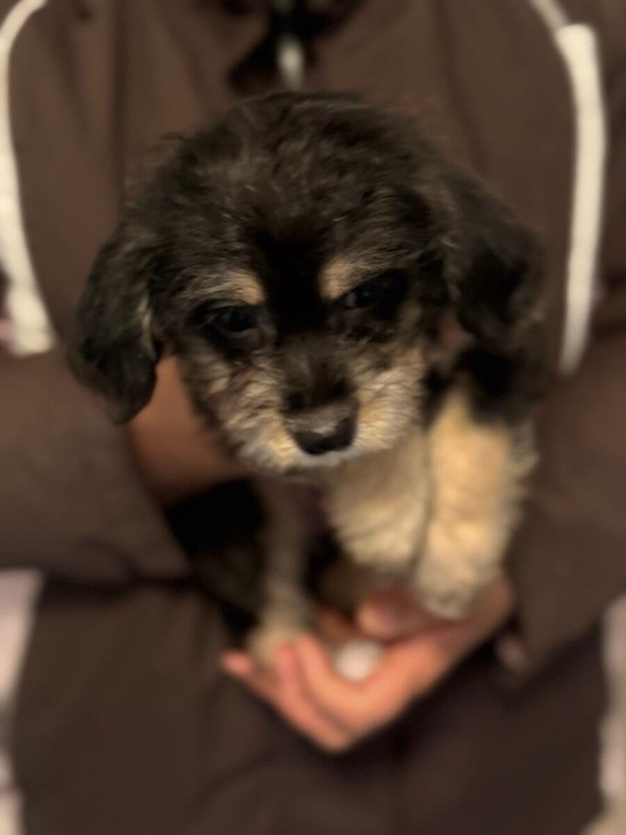 2 Puppies for sals image 2