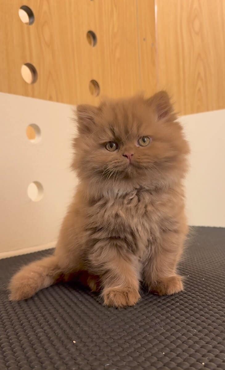 TICA Registered Persian Kitten image 1