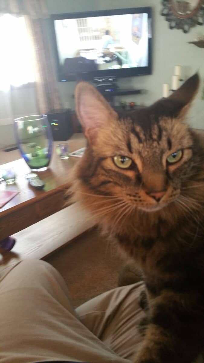 Rehome a cat image 2