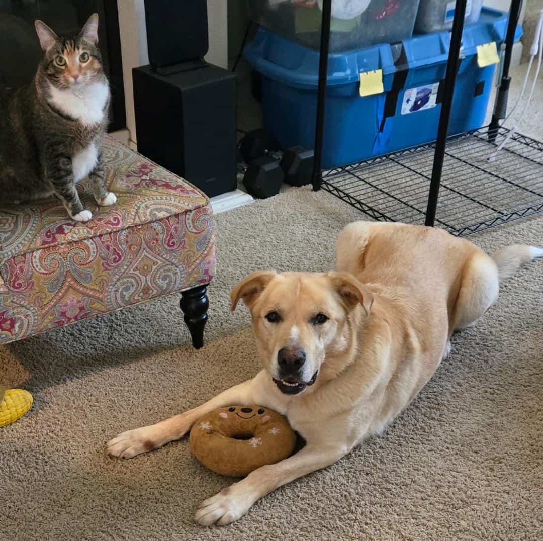 Rehoming 5 Year Old Lab Mix image 2