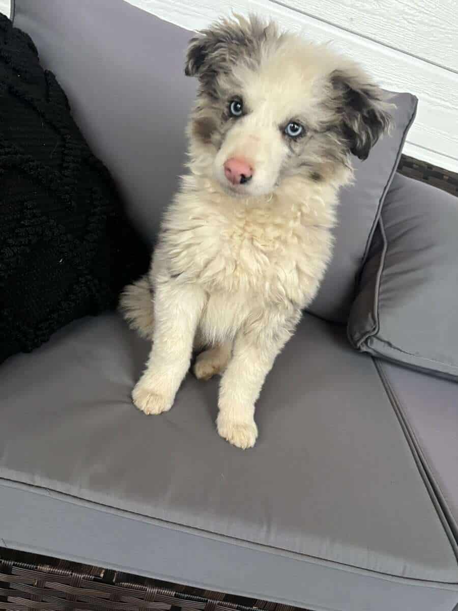 Blue Merle Border Collie Puppy Male image 3