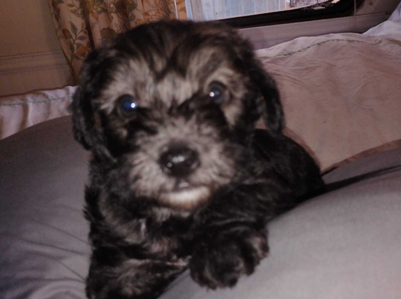 Yorkie poo image 1