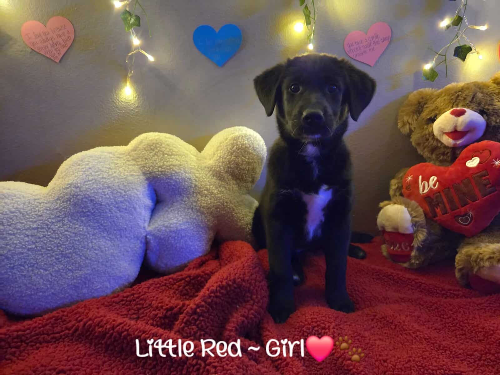 Golden Retriever x Shiba Inu Puppies image 4