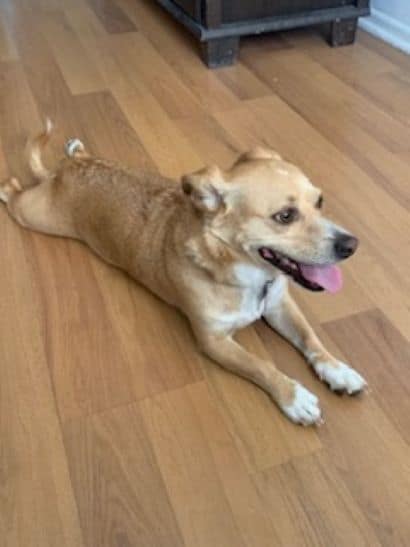 Need to Re-Home our dog Rex - FREE image 4