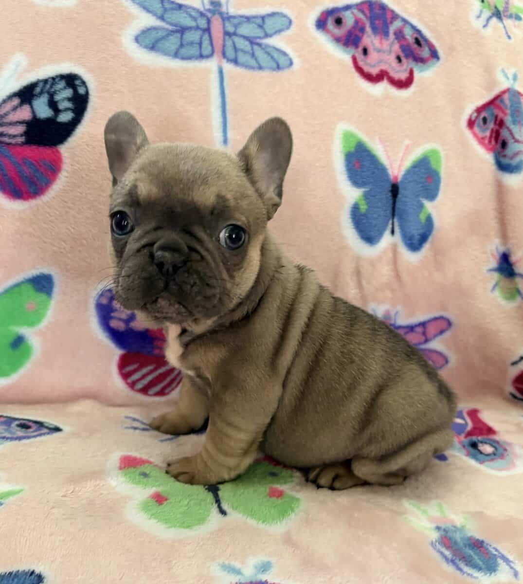 Female French bulldog image 3