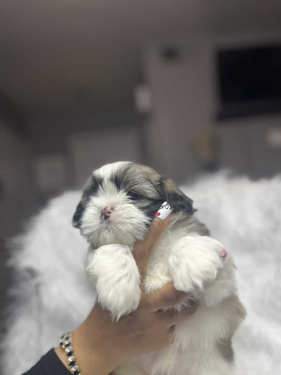 Imperial Shih Tzus image 5