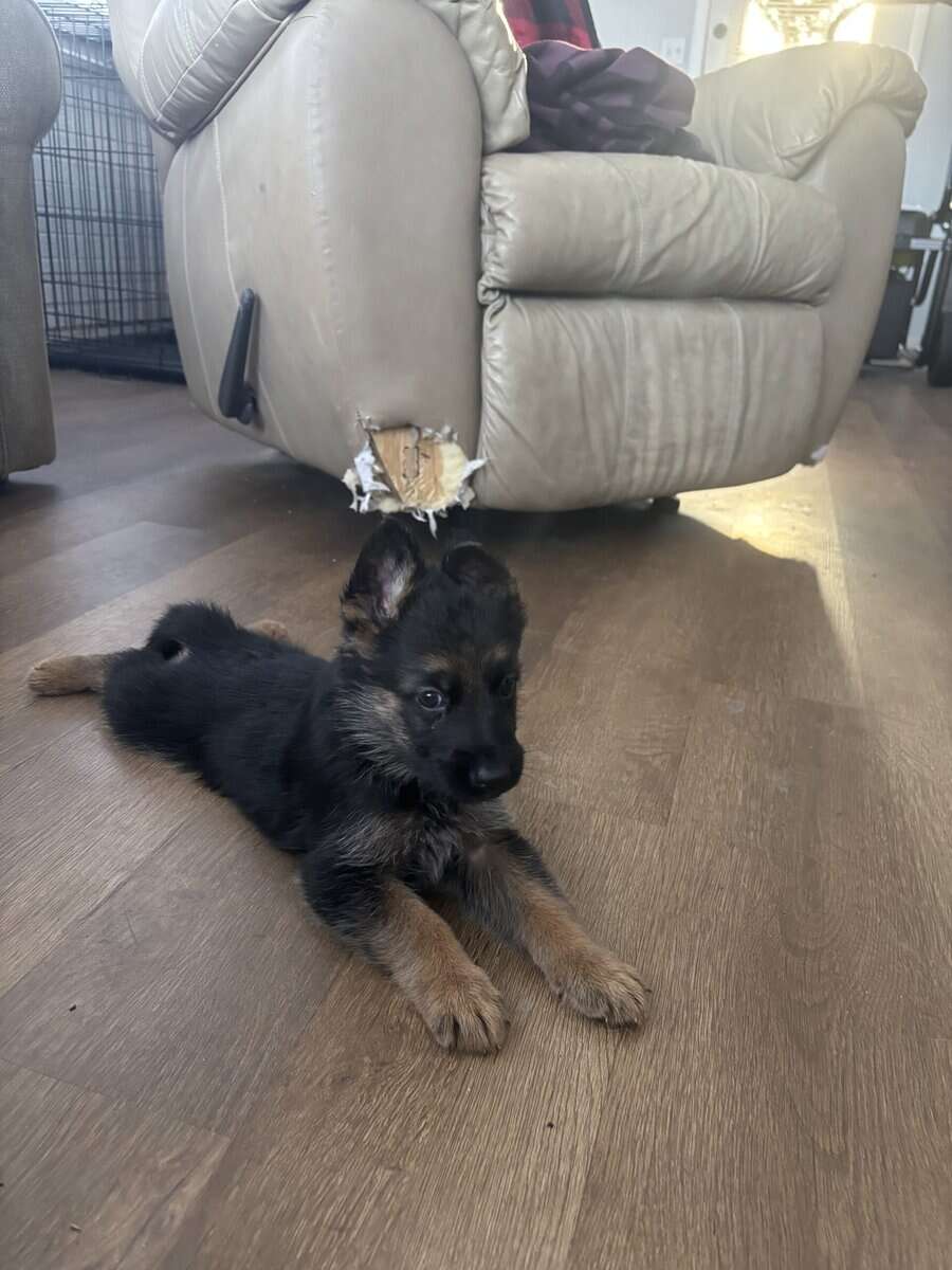 Purebred German Shepherd Puppies image 4