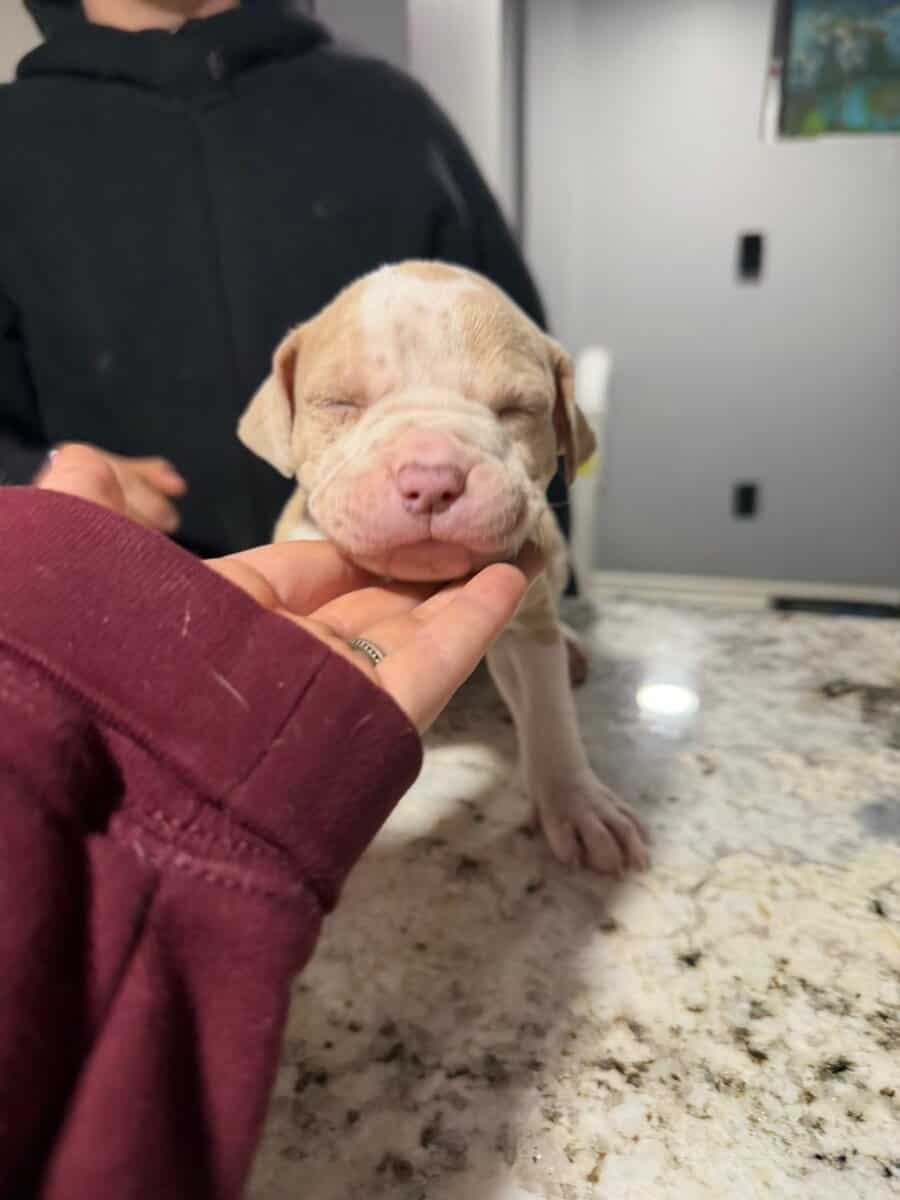 American Bully puppies image 8
