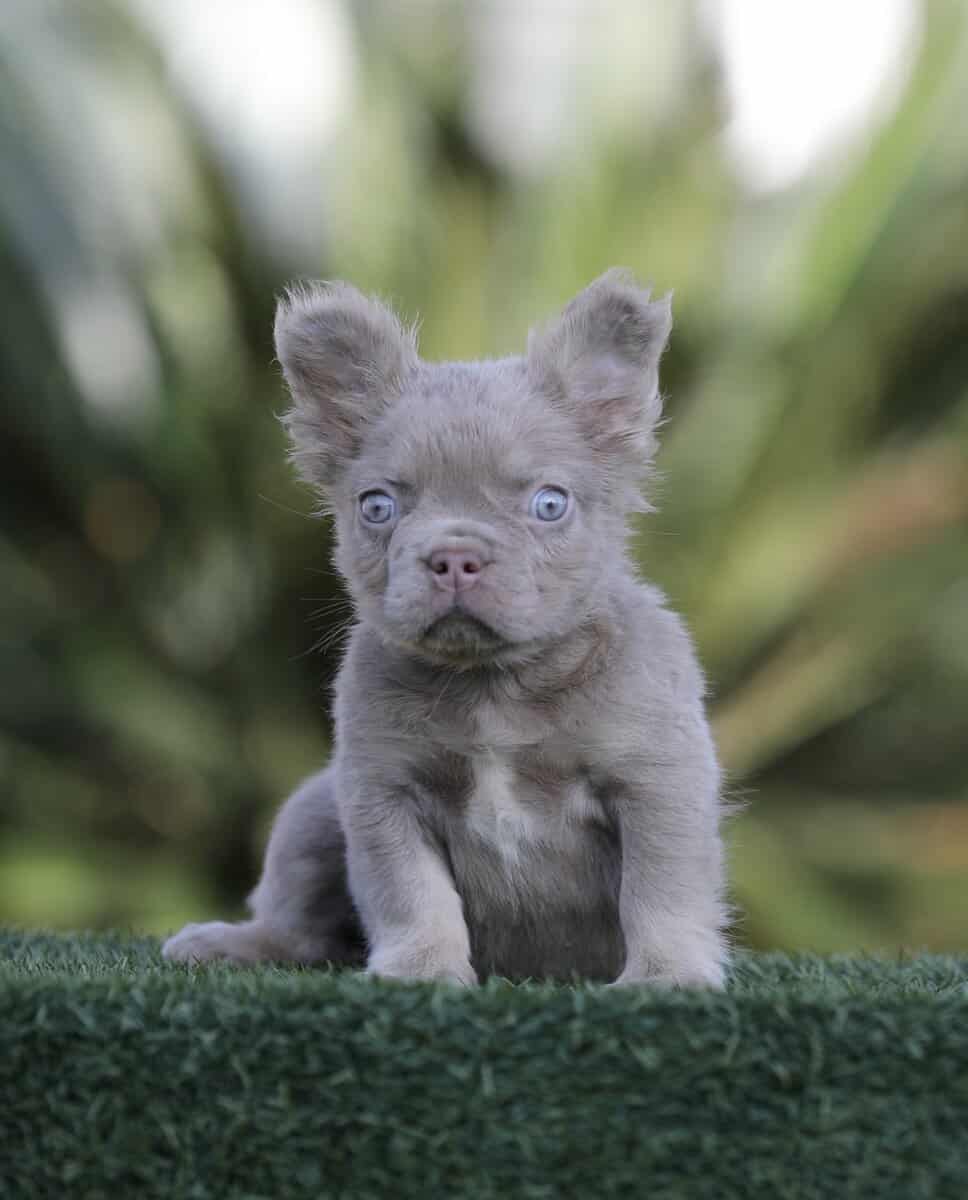 French Bulldog image 2