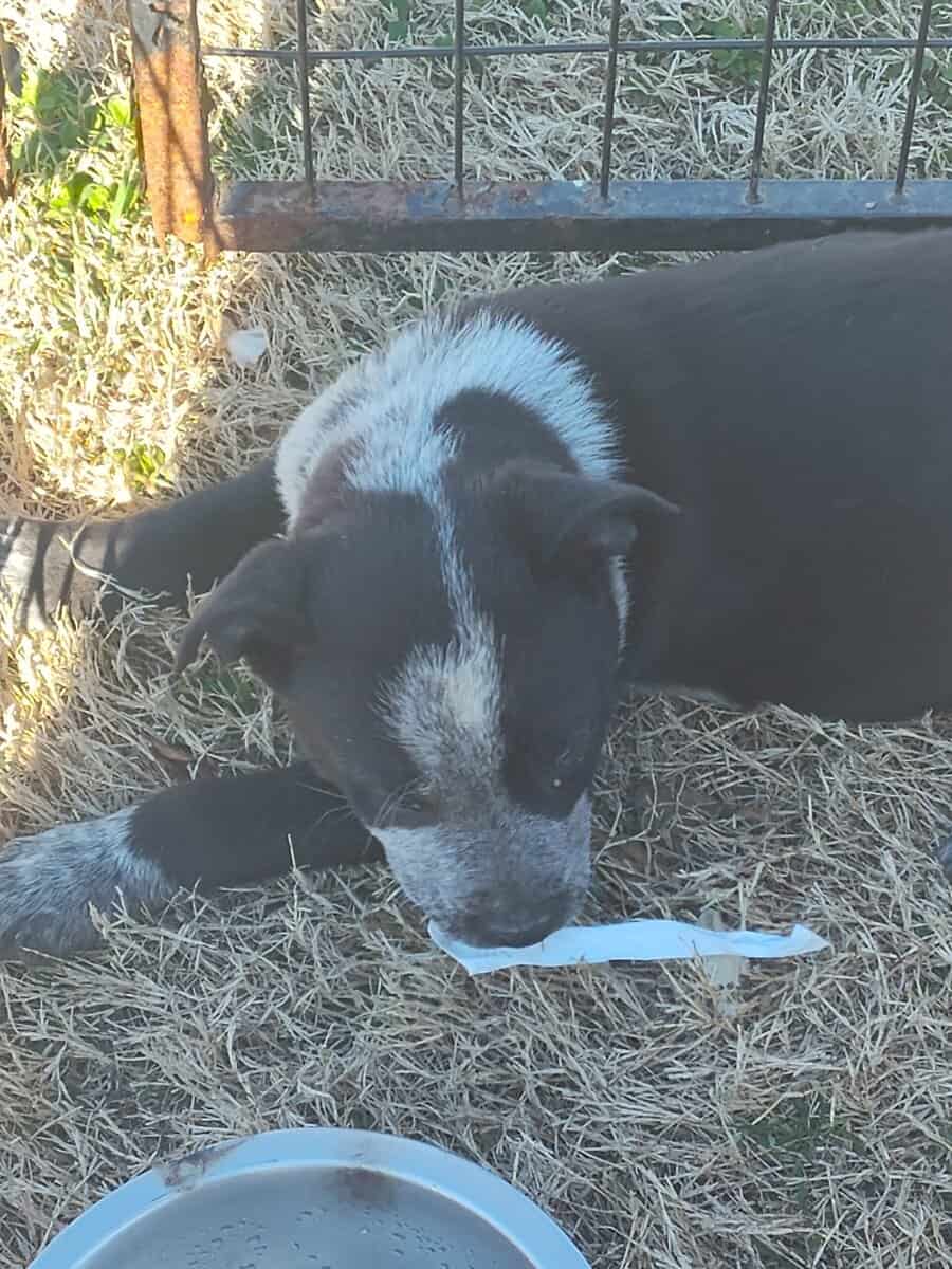 Half Heeler Puppies image 2