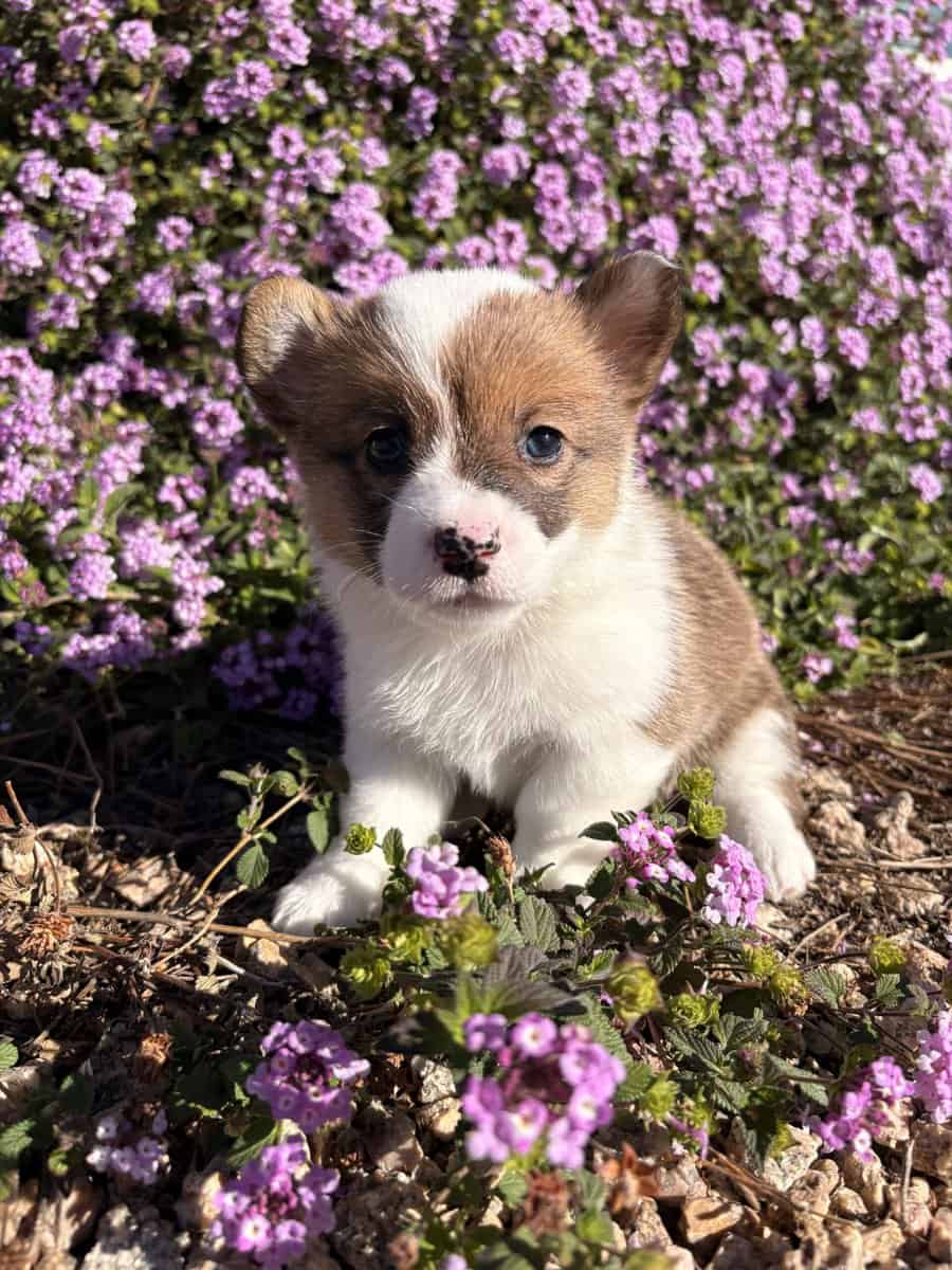 Purebred Pembroke Welsh Puppies image 2
