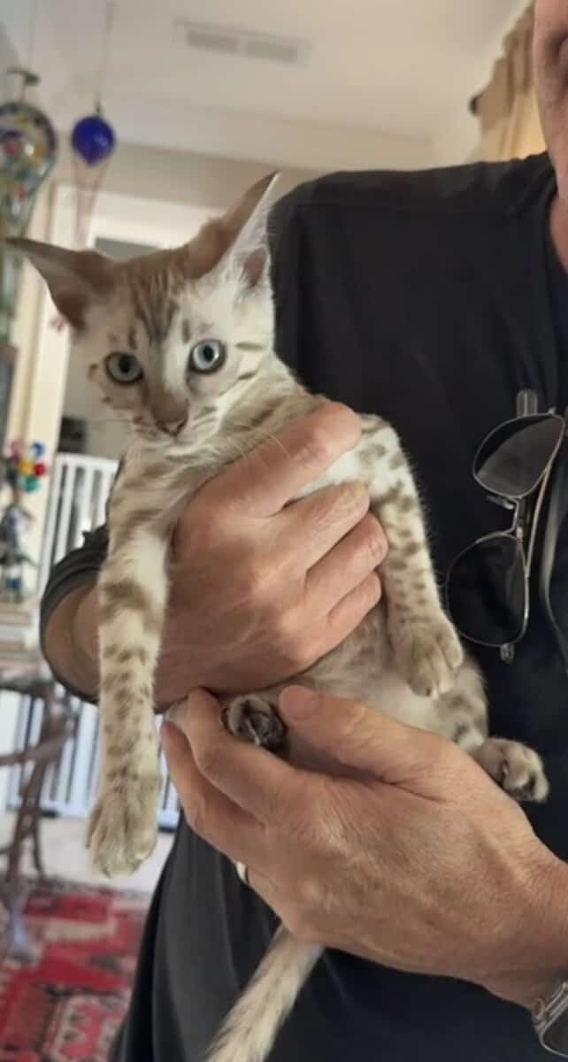 Bengal Cat 11 month old female for sale image 1