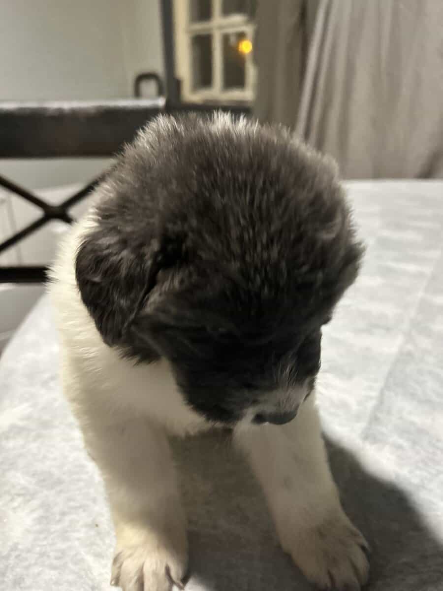 Newfoundland x Great Pyrenees image 11