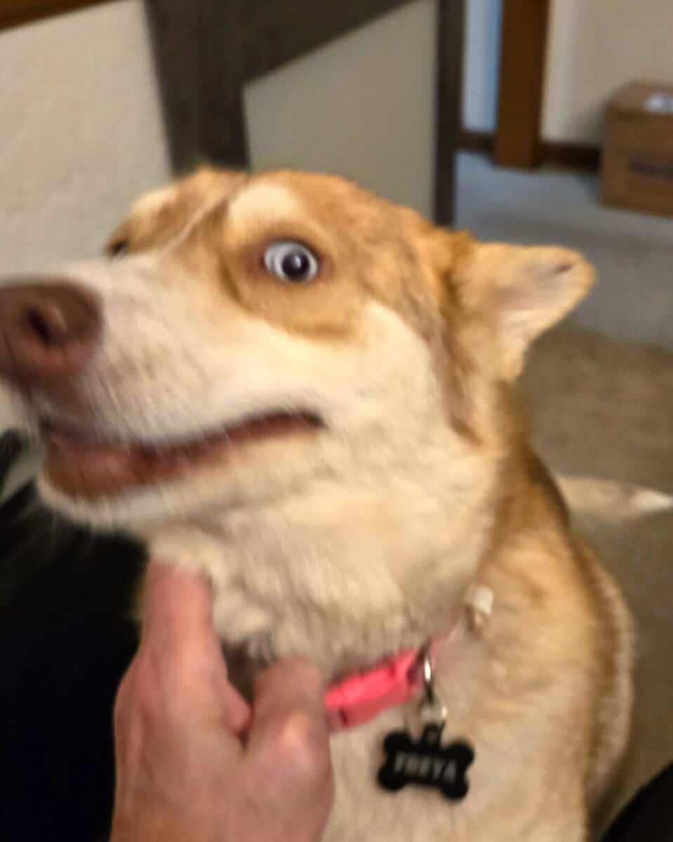 Husky Needs Good Home With Room to Run image 1
