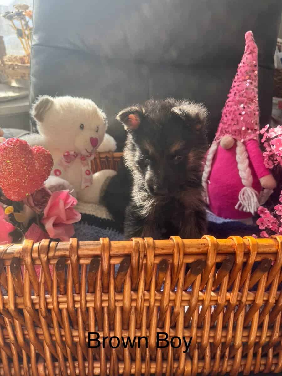 German Shepherd puppies image 4