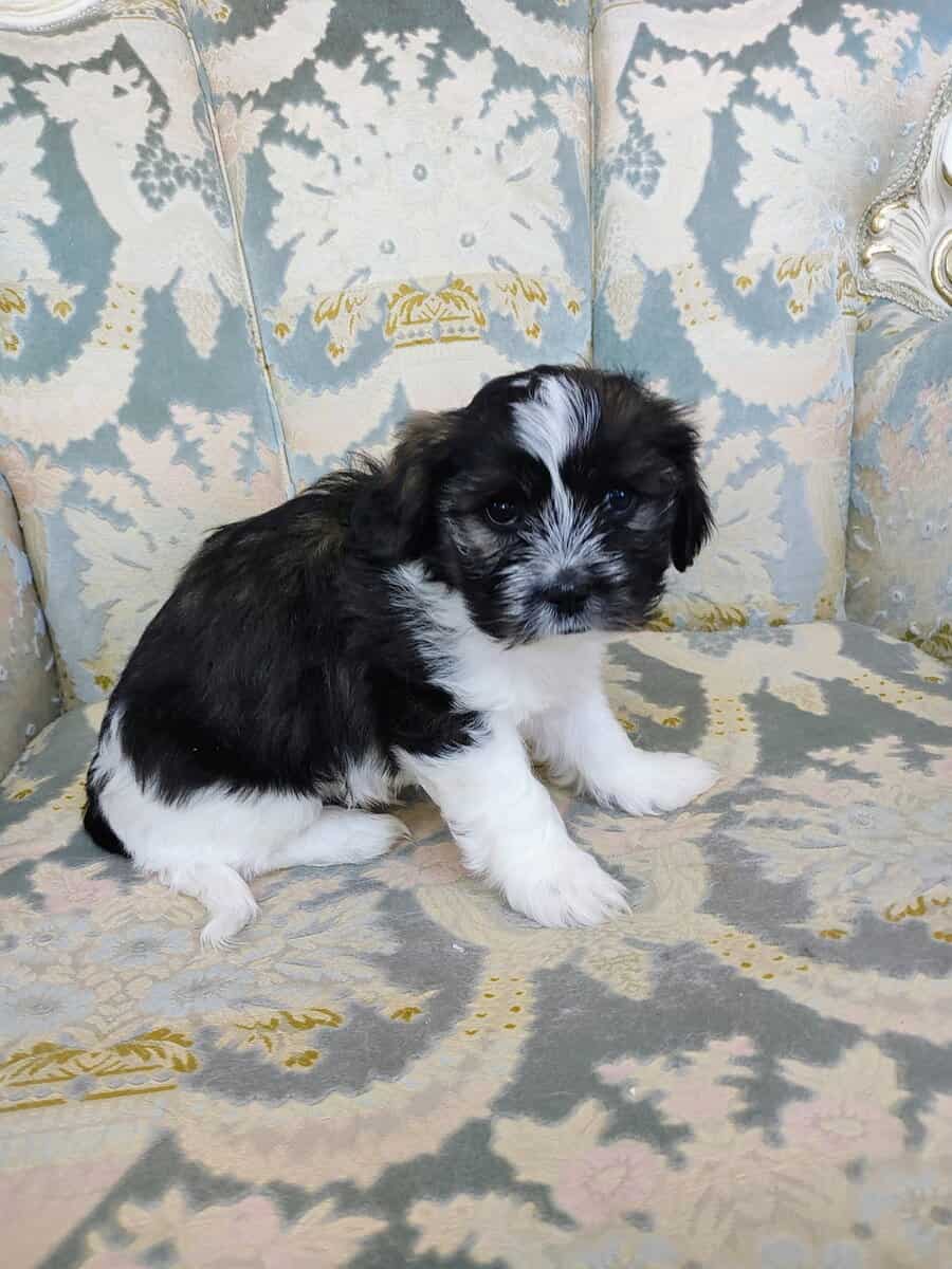 Shih Tzu puppy image 5