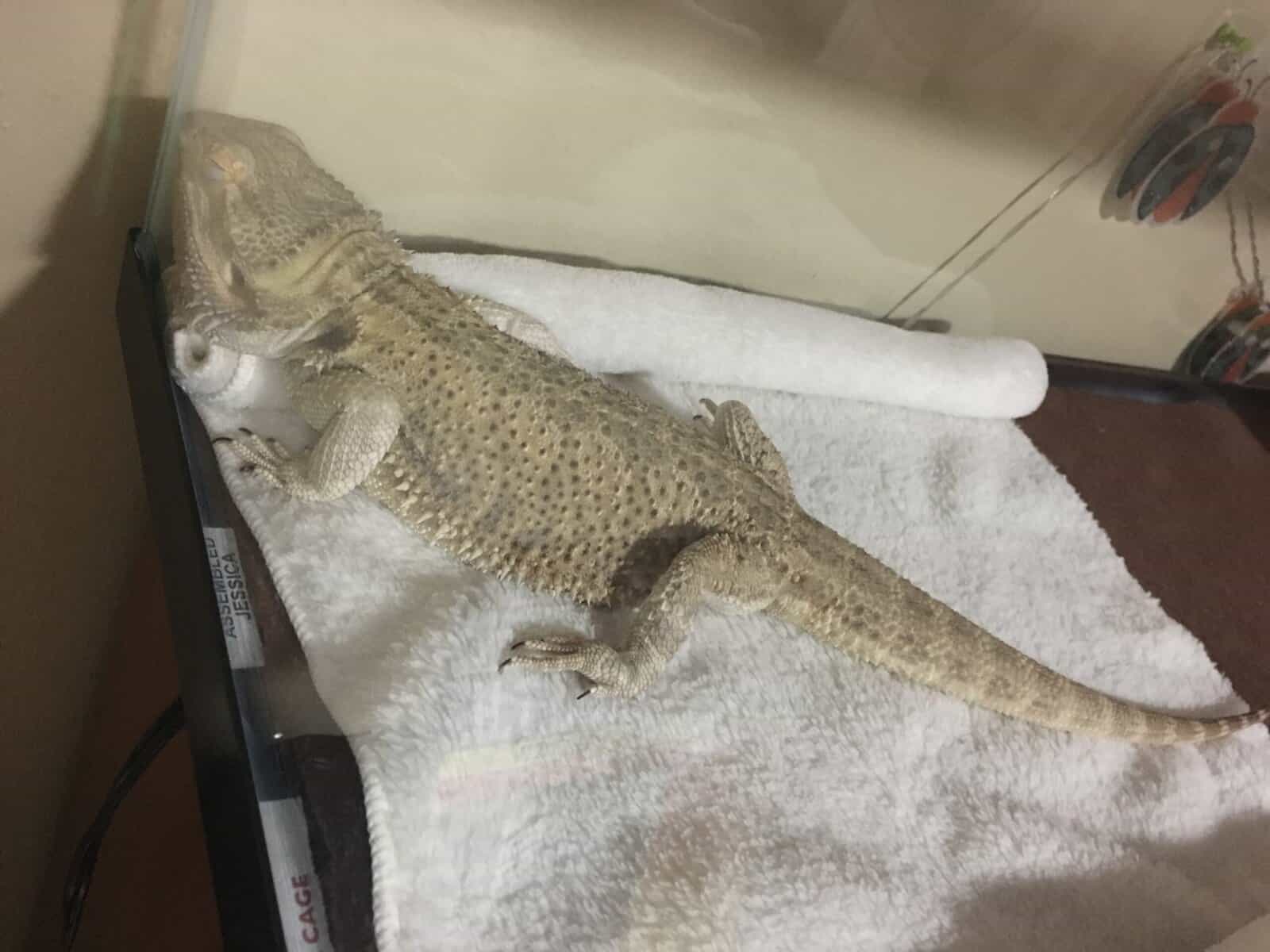 Beautiful Male Bearded Dragon for Sale image 3