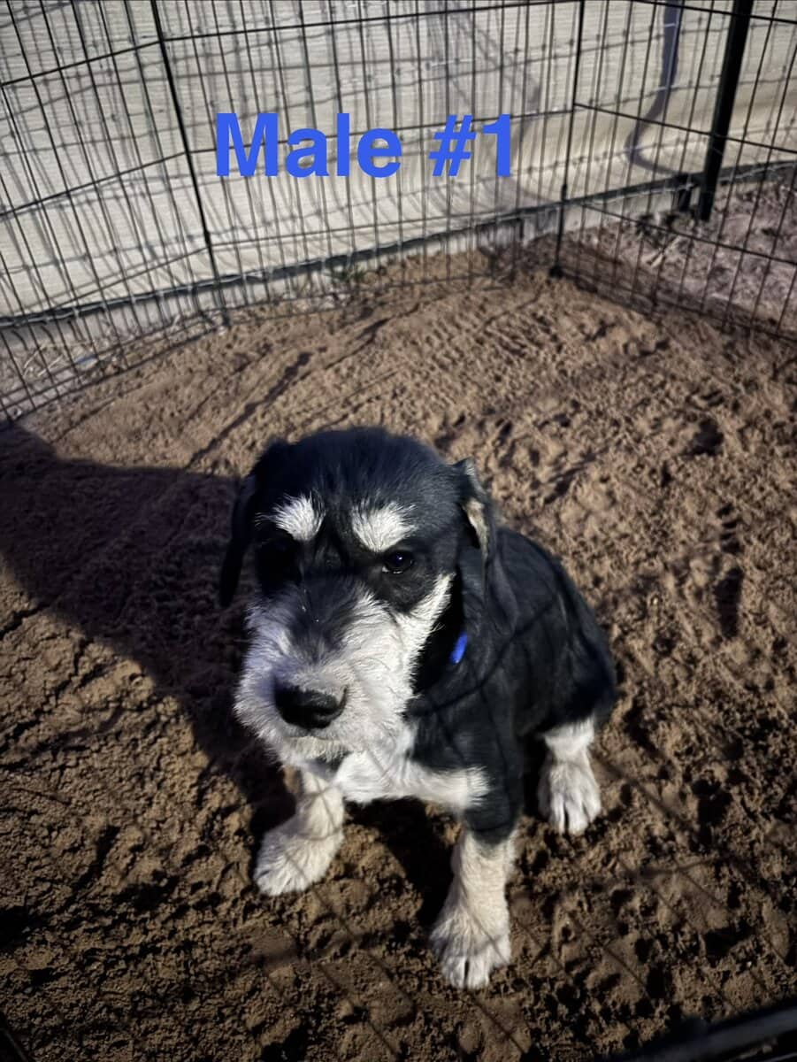Schnauzer mix image 5
