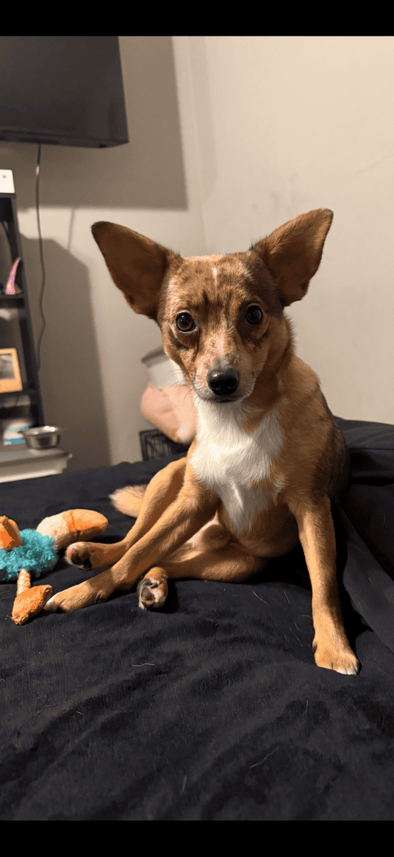 Chihuahua image 3