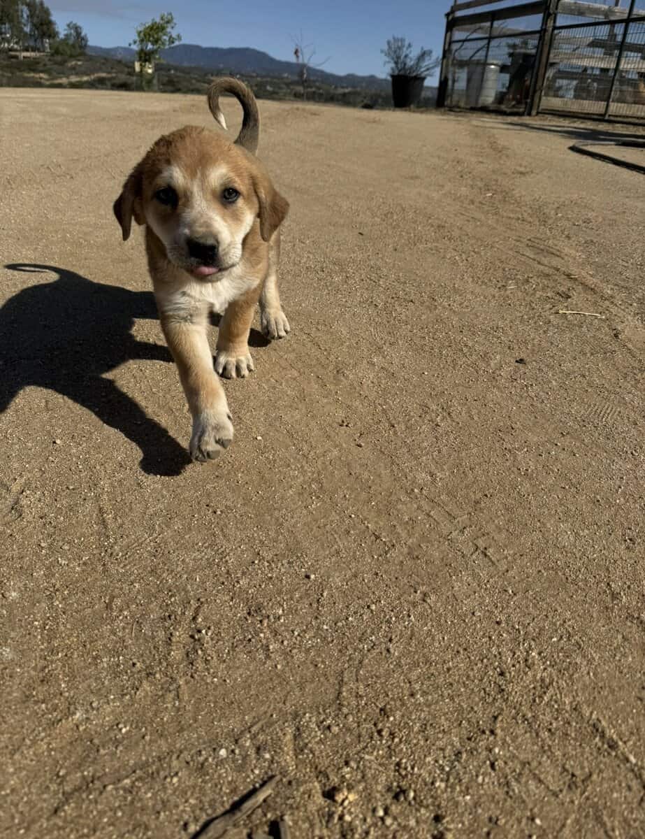 Puppy needs loving home-Great Pyr + Doberman image 2