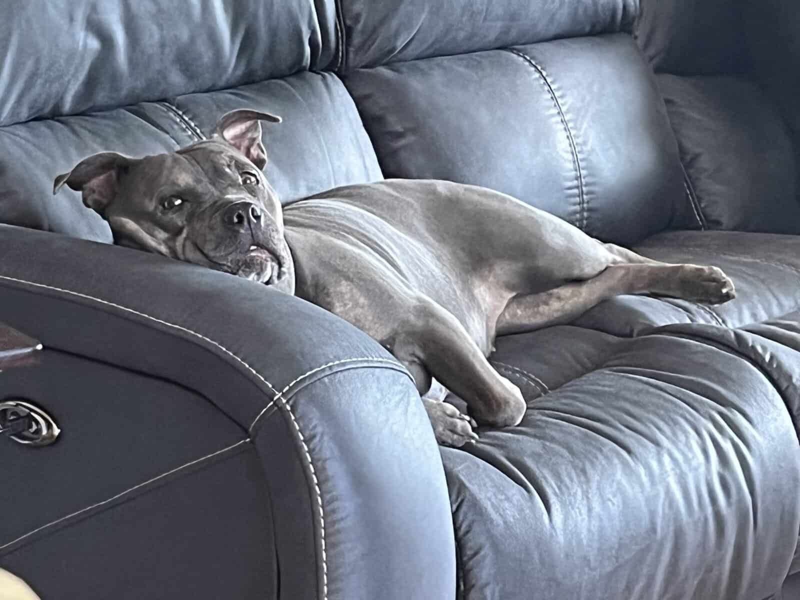 Sweet pocket Pitbull image 3