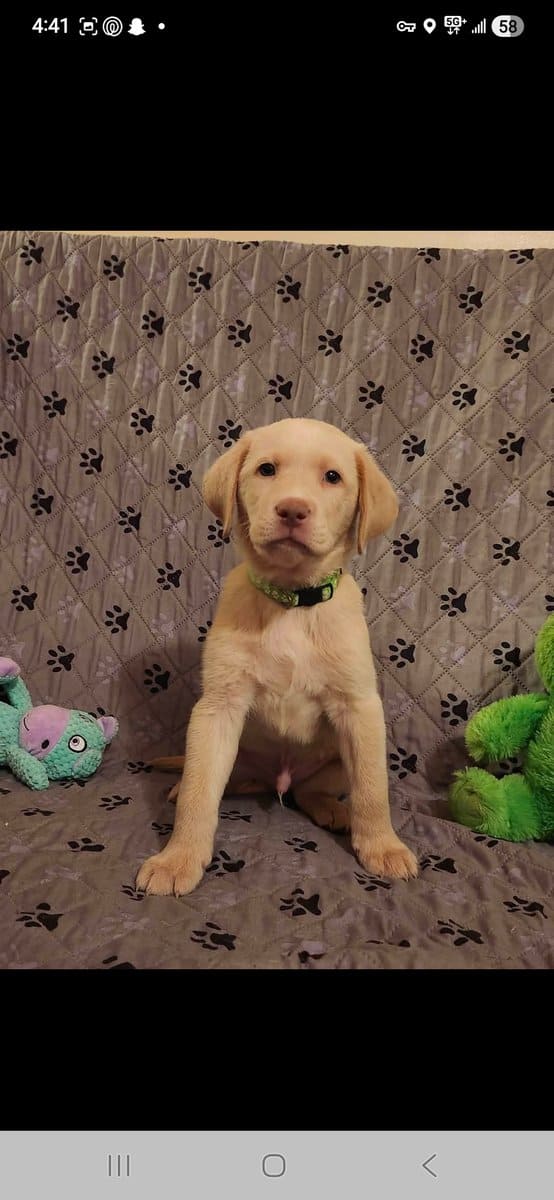 AKC Labrador Retrievers image 5