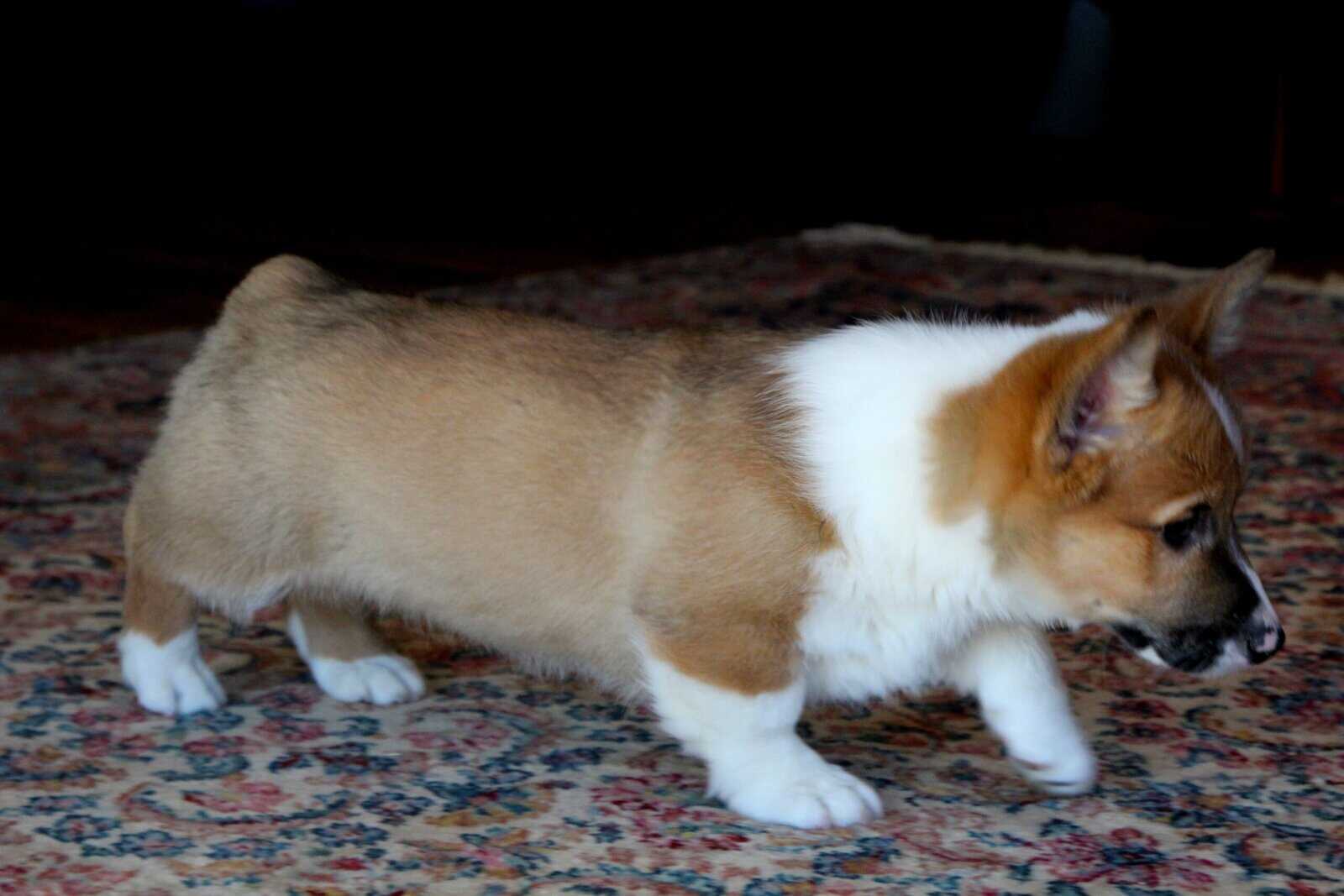 Johnny - Pembroke Welsh Corgi Puppy image 10