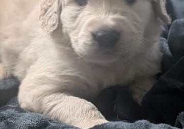 Golden Retriever Puppies