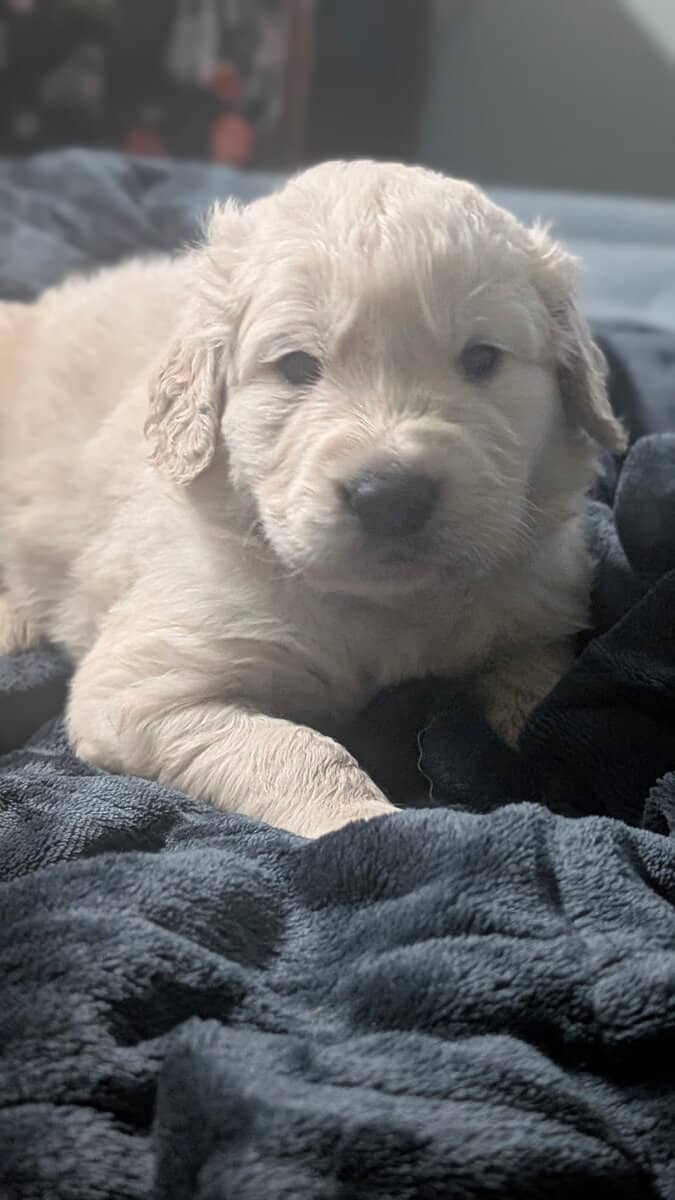 Golden Retriever Puppies image 1