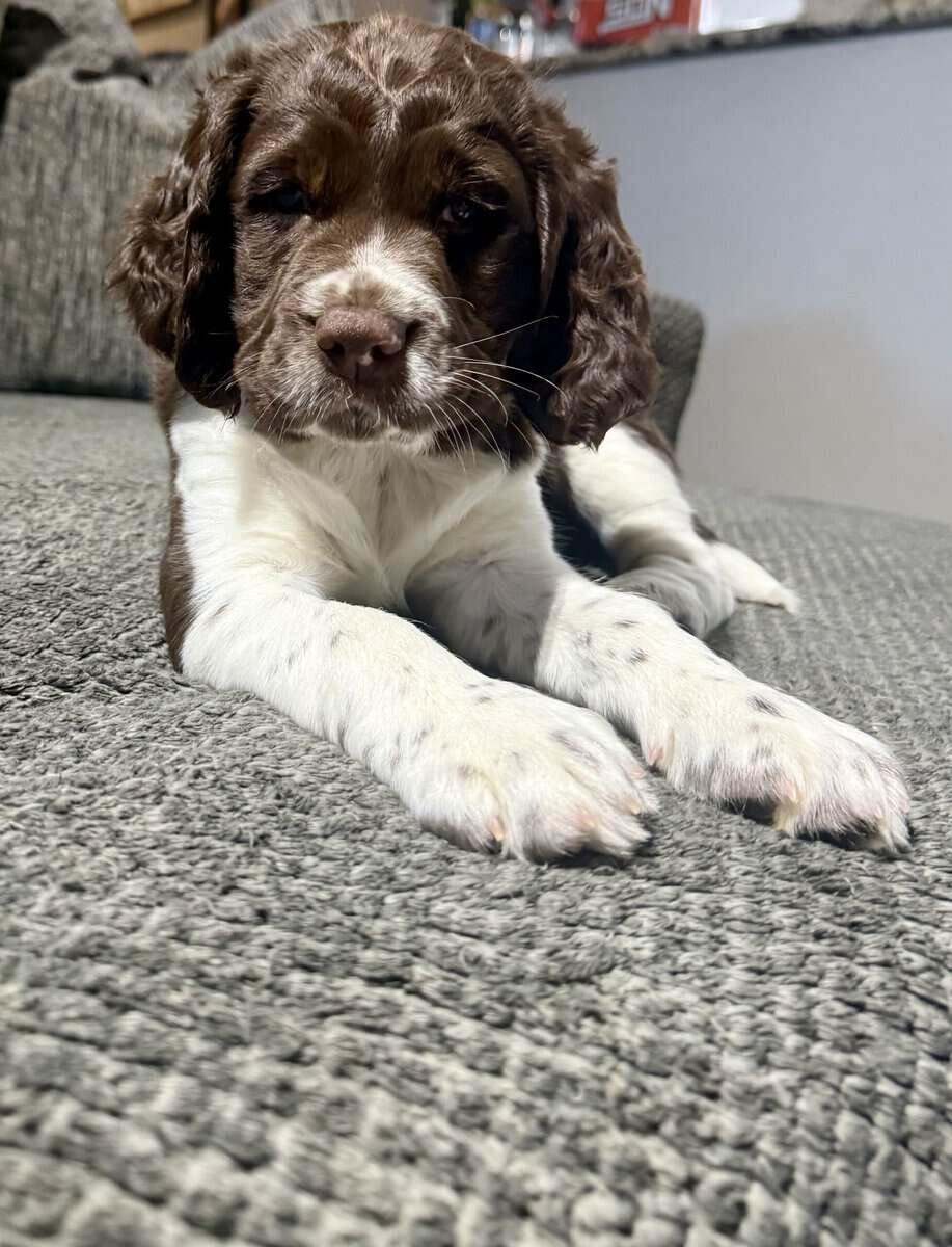 Female English Springer Spaniel puppy image 3