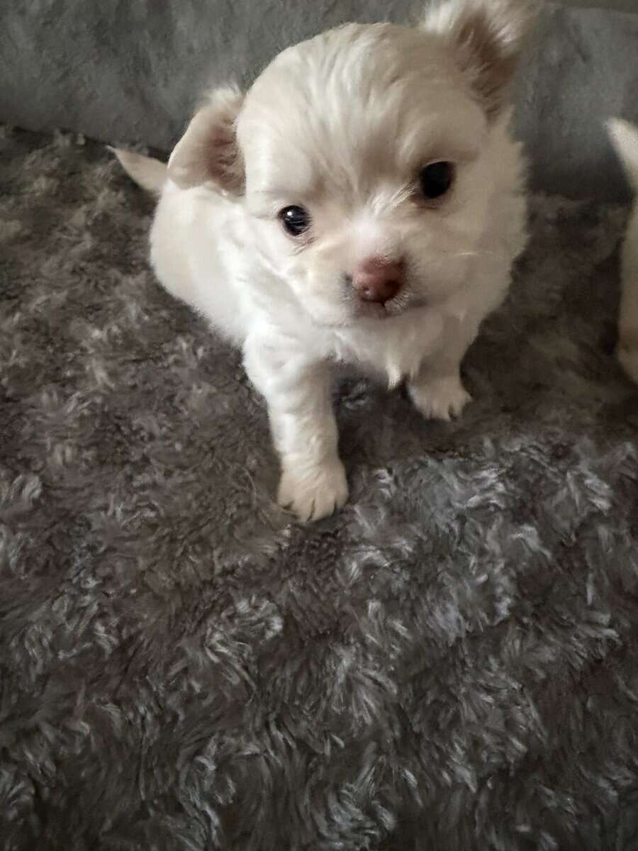 Teddy image 3