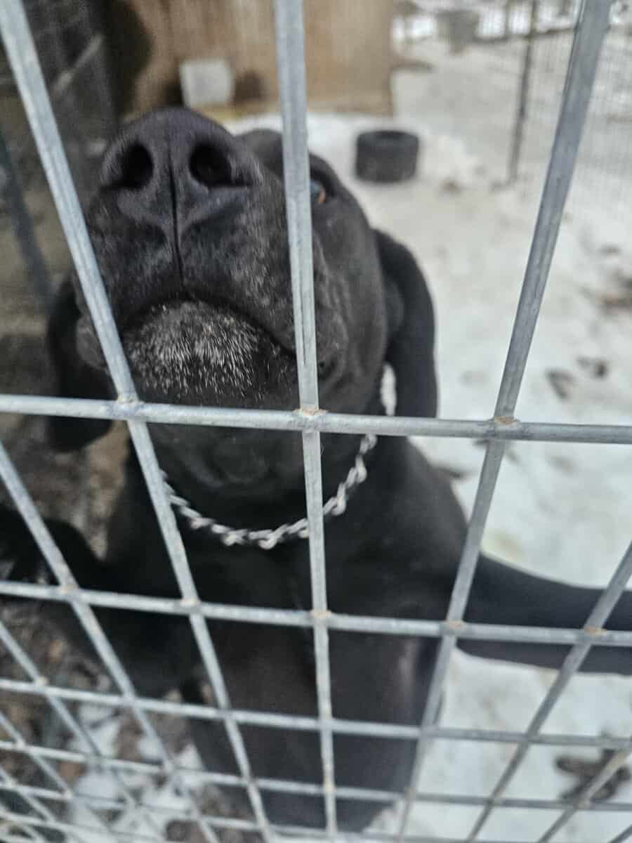 Labrador and Pit mix puppies desperate for homes image 21