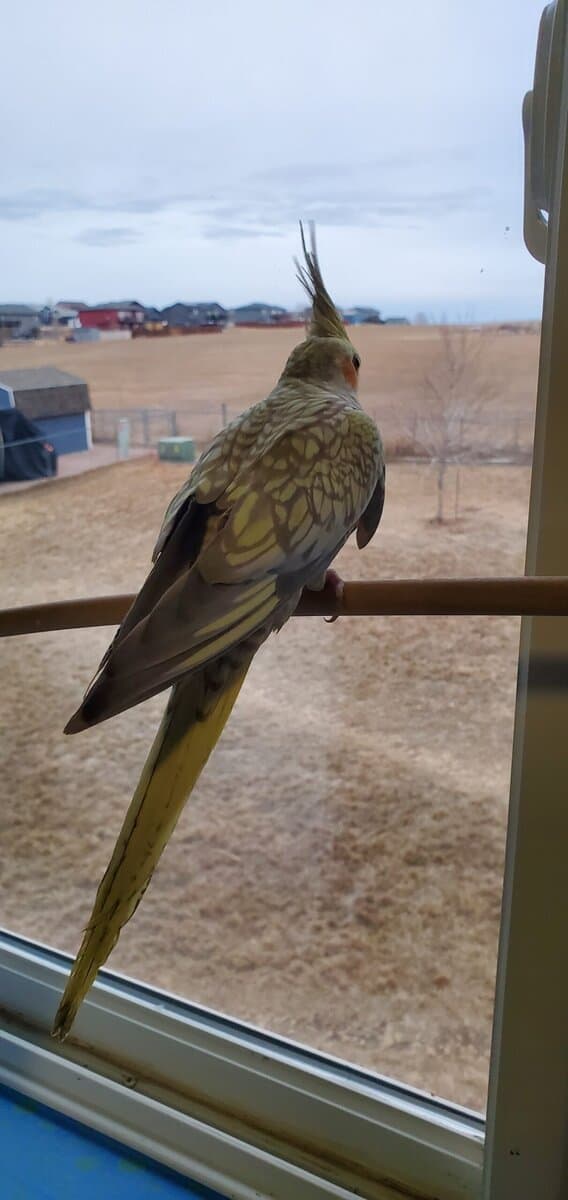 Rehoming cockatiels image 2