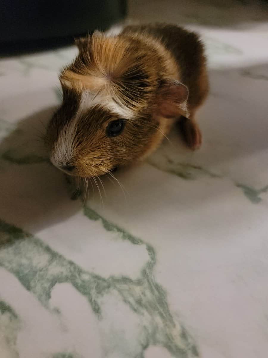 Guinea Pigs in need of a new home image 5