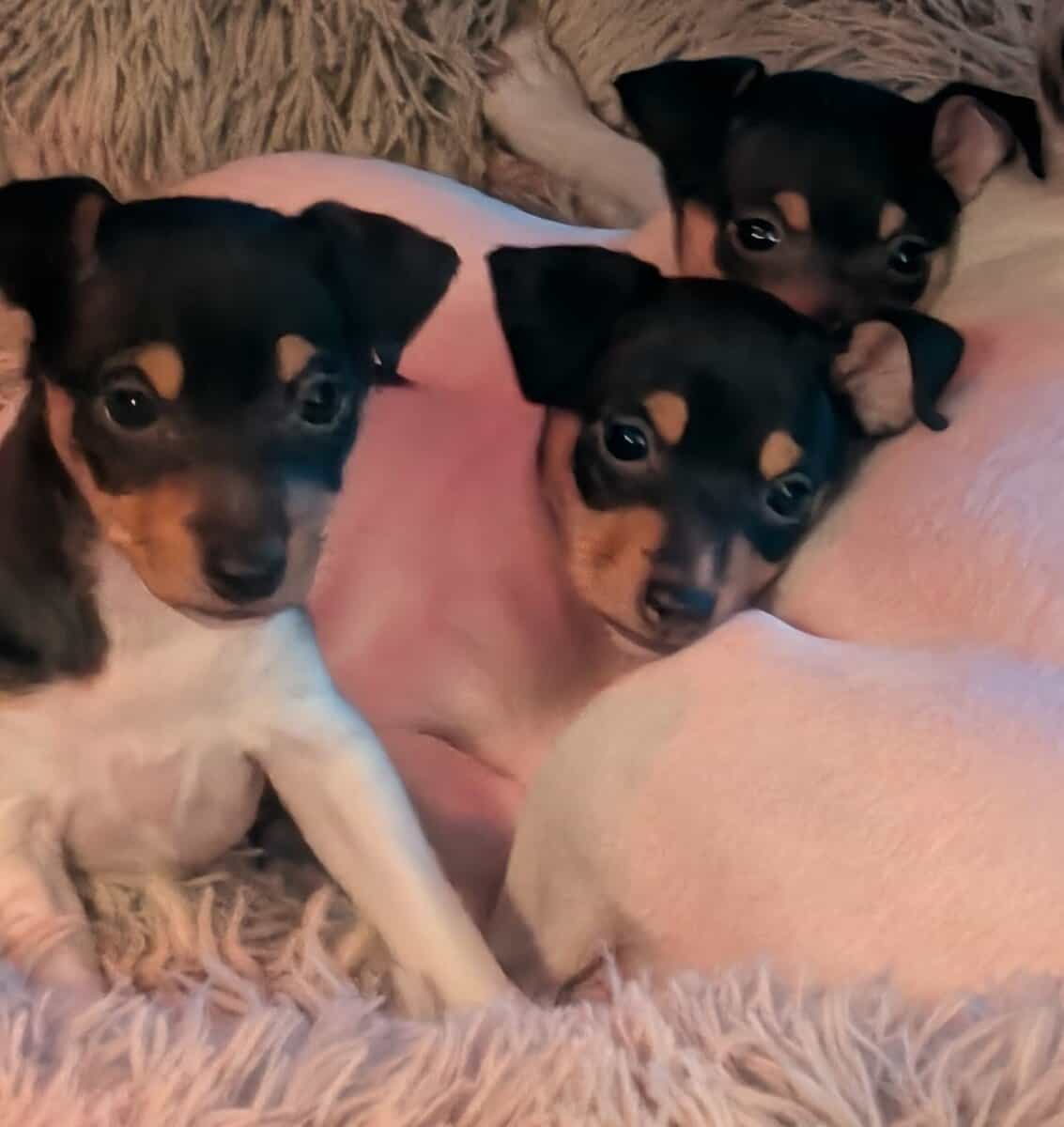 Toy Fox Terrier AKC Registered image 3