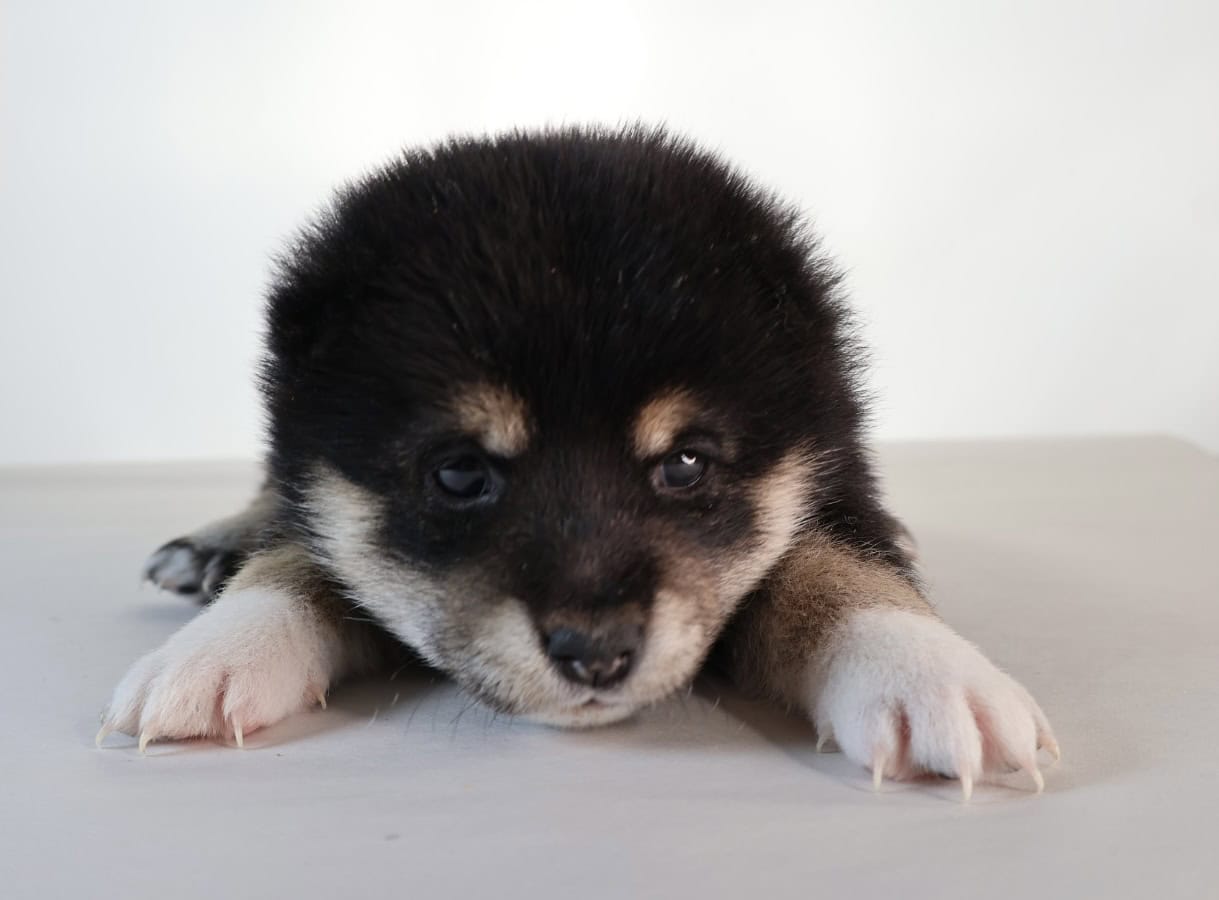 Midnight Pearl, Tuxido Shiba Inu image 2