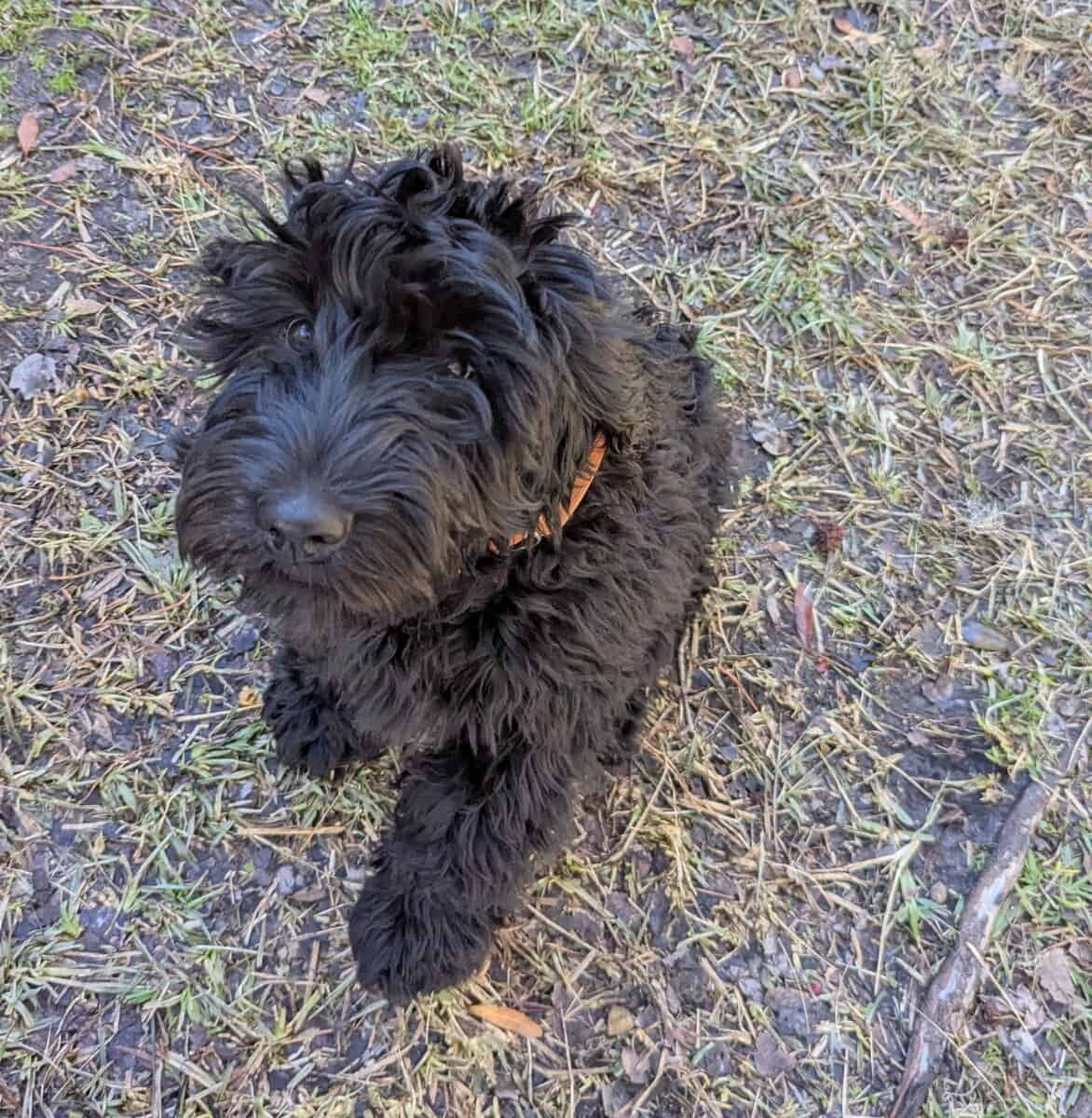 Sweet Whoodle Puppies image 7