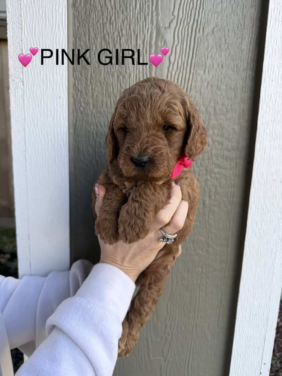 Min golden doodle puppies image 8