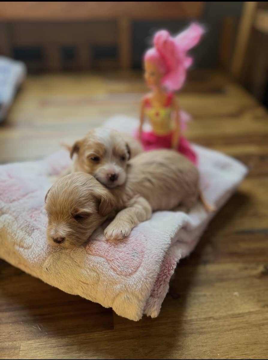 Selling morkies image 2