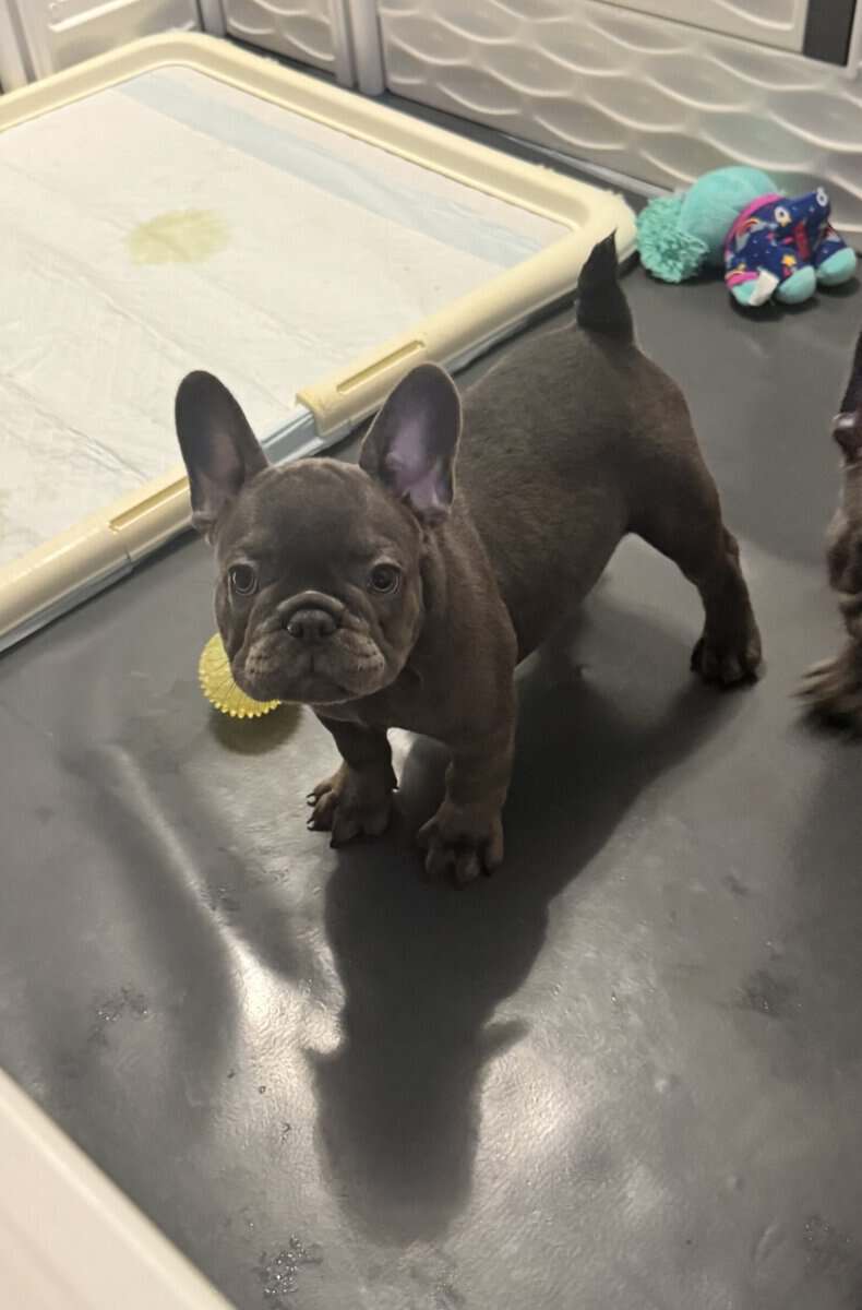 French bulldog AKC puppies image 9