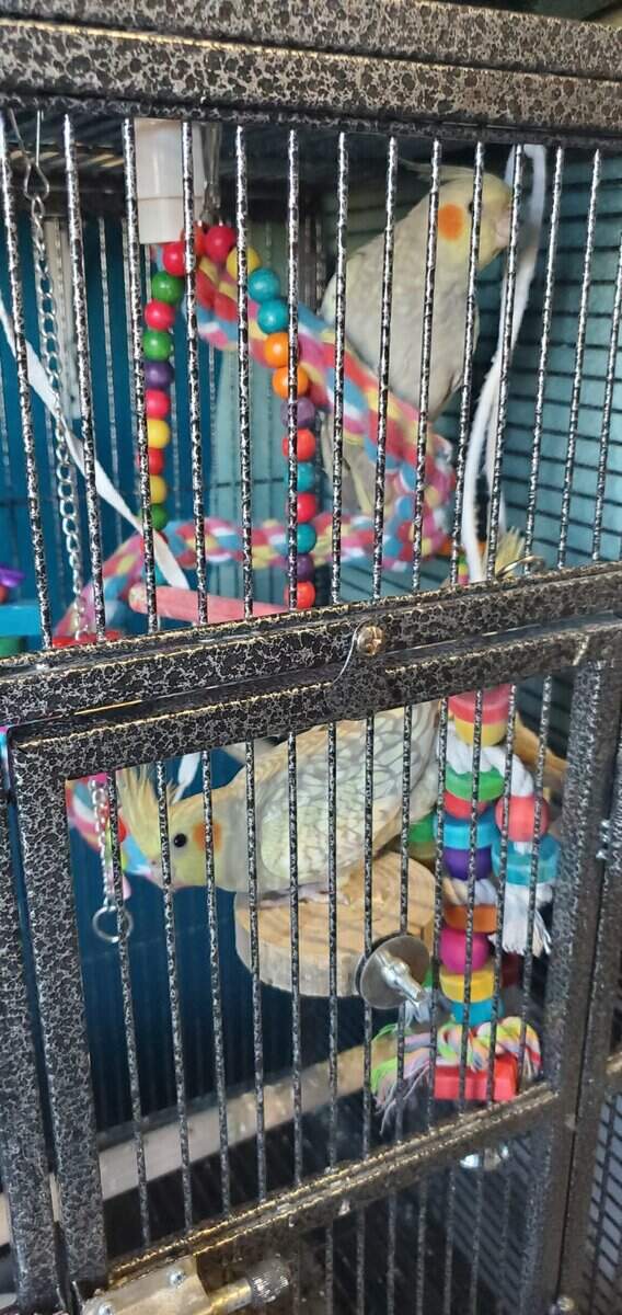 Rehoming cockatiels image 3