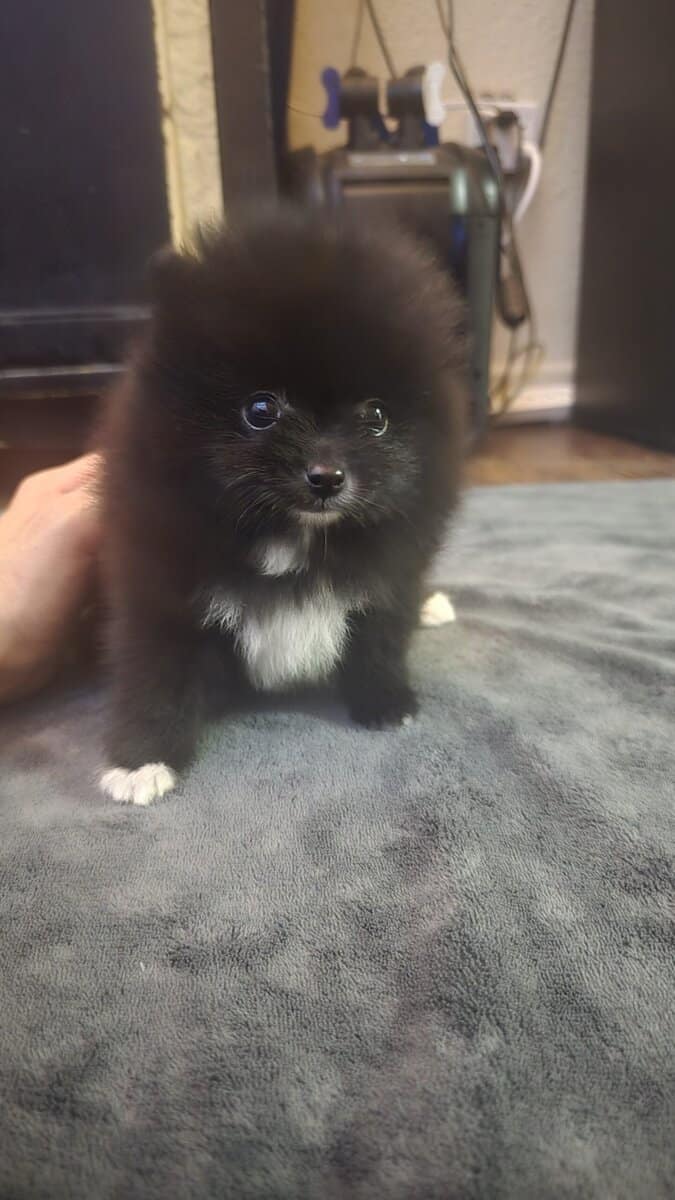 Pomeranians Ready image 9