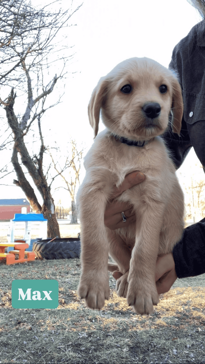 Kansas Labradoodles image 6